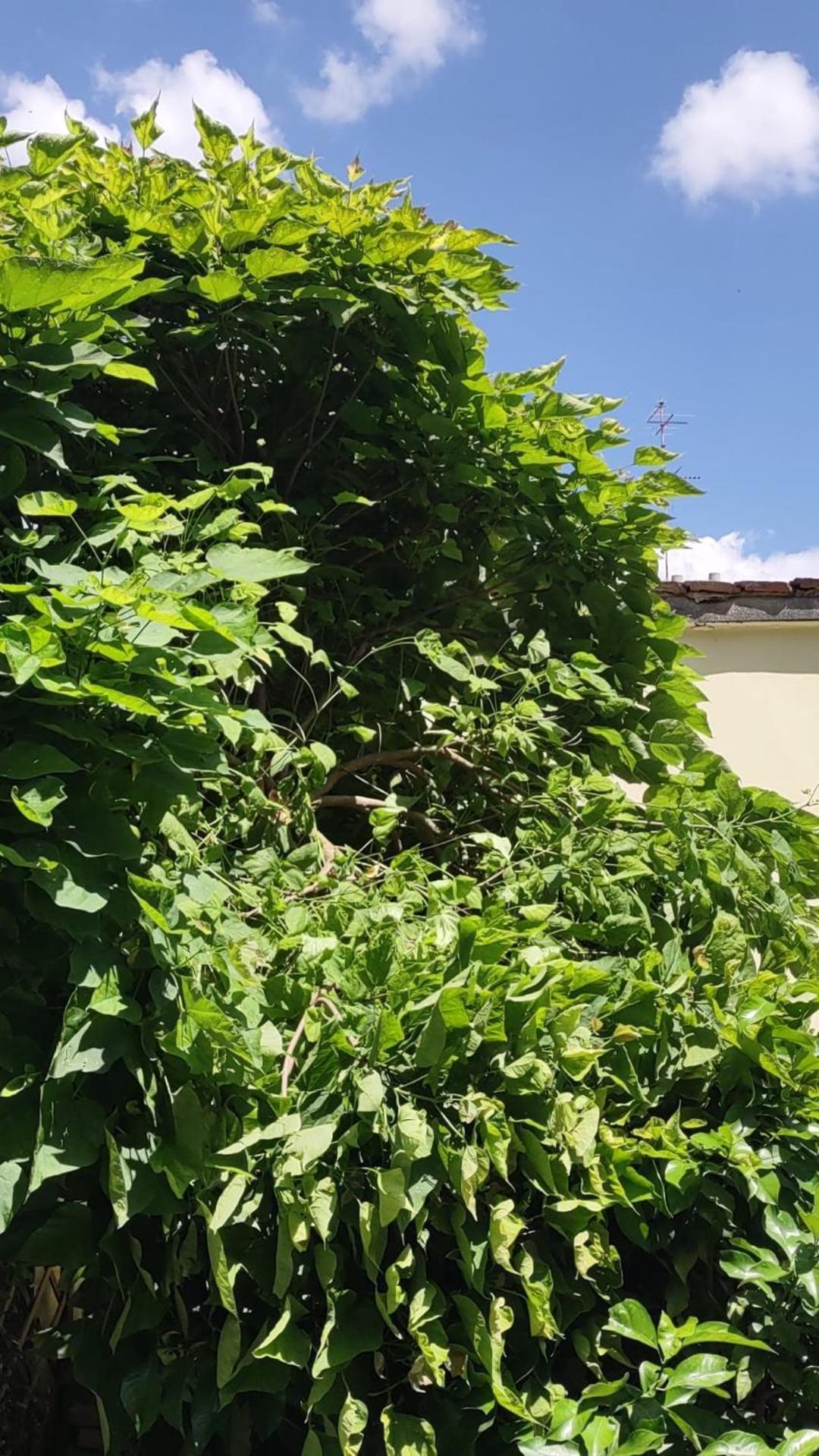 Movie Star Apartment With Garden Florenz Exterior foto